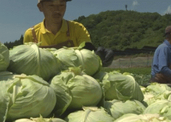 Harnessing Climate Advantage: Harvesting Specialty Cabbages at the Peak on Kobe’s Kannabe Highlands