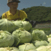 Harnessing Climate Advantage: Harvesting Specialty Cabbages at the Peak on Kobe’s Kannabe Highlands