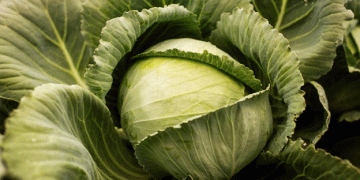 Expansion of Cabbage Cultivation in Irkutsk Region Signals Agricultural Growth