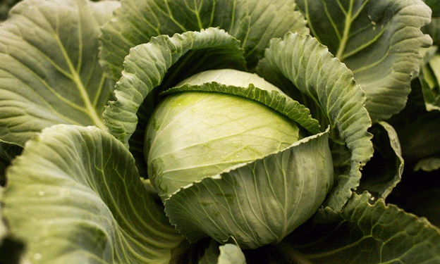 Expansion of Cabbage Cultivation in Irkutsk Region Signals Agricultural Growth