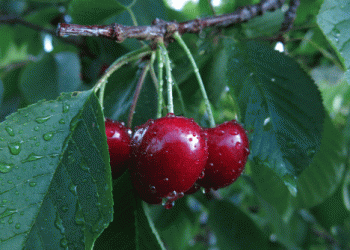 Impact of Heavy Rain on Flemish Cherry Cultivation