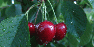 Impact of Heavy Rain on Flemish Cherry Cultivation