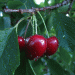 Impact of Heavy Rain on Flemish Cherry Cultivation