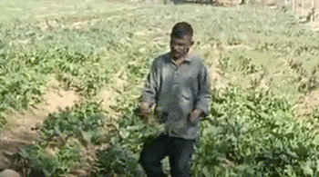 Profitable Summer Farming: Low Investment, High Returns with Beetroot Cultivation