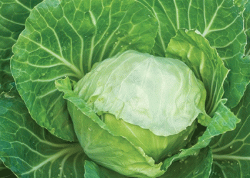 Prospering through Cabbage Farming: How Farmers are Turning Wealthy