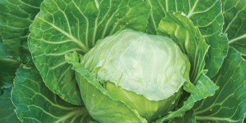 Prospering through Cabbage Farming: How Farmers are Turning Wealthy