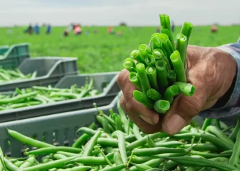 Hand-Picked Green Beans from Mexico Set the Standard for Quality