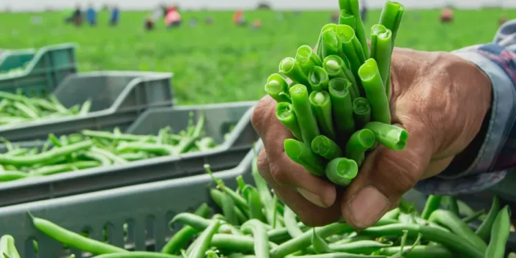 Hand-Picked Green Beans from Mexico Set the Standard for Quality