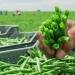 Hand-Picked Green Beans from Mexico Set the Standard for Quality