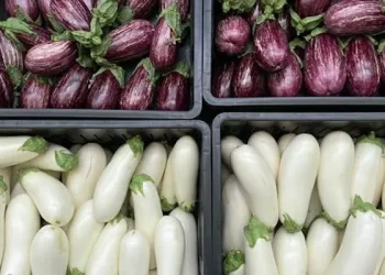 Fresh Innovations: Introducing Two New Eggplant Varieties