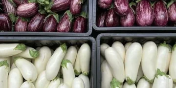 Fresh Innovations: Introducing Two New Eggplant Varieties