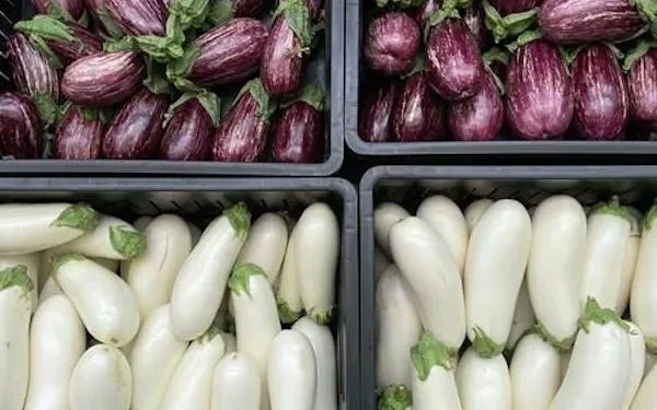 Fresh Innovations: Introducing Two New Eggplant Varieties