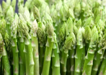 Michigan Asparagus Harvest Cut Short Due to Rising Labor Costs