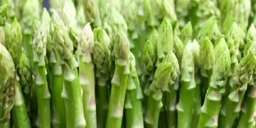 Michigan Asparagus Harvest Cut Short Due to Rising Labor Costs