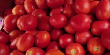 Challenges and Opportunities: Navigating the Tomato Market Dynamics in India