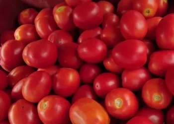 Weathering the Storm: Challenges and Opportunities in Field Vegetable Farming