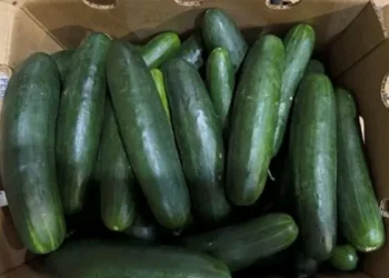 U.S. Salmonella Outbreak Linked to Cucumbers