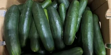U.S. Salmonella Outbreak Linked to Cucumbers