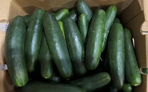 U.S. Salmonella Outbreak Linked to Cucumbers