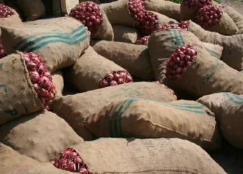 Navigating Opportunities: Pakistan’s Surging Onion Exports