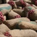 Navigating Opportunities: Pakistan’s Surging Onion Exports