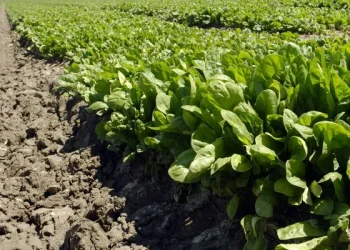 Weather Outlook: Impact on Vegetable Crop Prices in Kenya