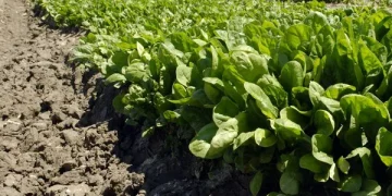 Weather Outlook: Impact on Vegetable Crop Prices in Kenya