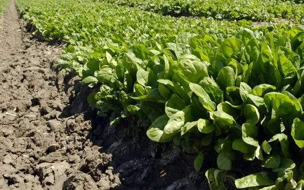 Weather Outlook: Impact on Vegetable Crop Prices in Kenya