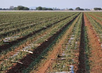 Tropical Storm Alberto Wipes Out Hot Pepper Production in Central Mexico