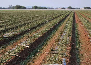 Tropical Storm Alberto Devastates Hot Pepper Production in Central Mexico