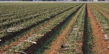 Tropical Storm Alberto Devastates Hot Pepper Production in Central Mexico