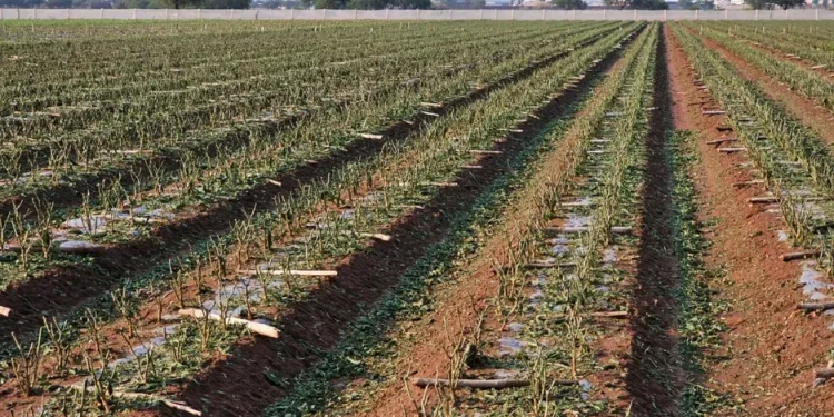 Tropical Storm Alberto Devastates Hot Pepper Production in Central Mexico