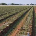 Tropical Storm Alberto Devastates Hot Pepper Production in Central Mexico