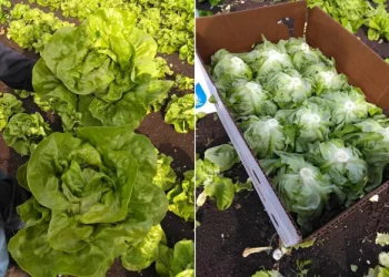 Eastern Expansion: Quebec’s Vegetable Season Sparks Retail Transition