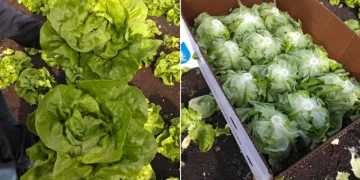 Eastern Expansion: Quebec’s Vegetable Season Sparks Retail Transition