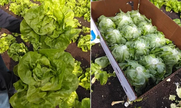 Eastern Expansion: Quebec’s Vegetable Season Sparks Retail Transition