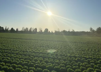 Iceberg Lettuce Set to Transform Market Dynamics