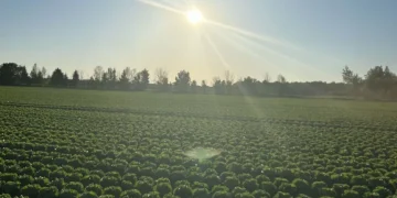 Iceberg Lettuce Set to Transform Market Dynamics