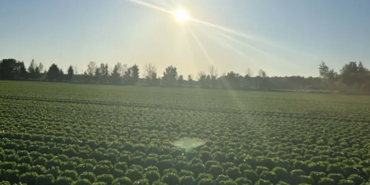 Iceberg Lettuce Set to Transform Market Dynamics