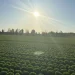 Iceberg Lettuce Set to Transform Market Dynamics