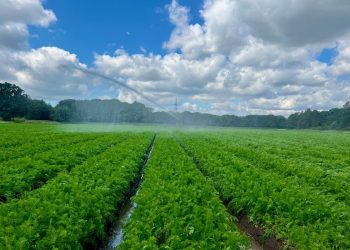 New Season Carrot Quality is Good and Yields are Normal