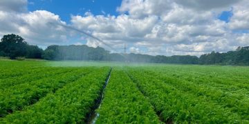 New Season Carrot Quality is Good and Yields are Normal