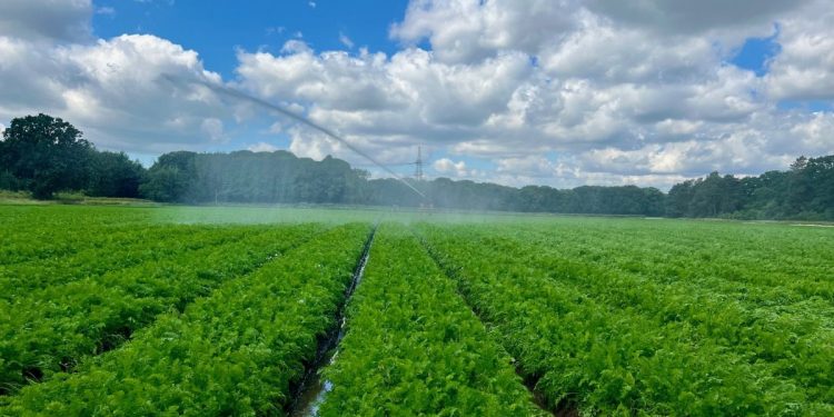 New Season Carrot Quality is Good and Yields are Normal