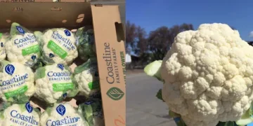 California’s Cauliflower and Broccoli Markets Face Price Fluctuations Amid Weather Challenges