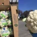 California’s Cauliflower and Broccoli Markets Face Price Fluctuations Amid Weather Challenges