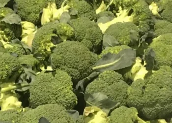 Boosting Vegetable Consumption: A Strategic Initiative to Transform Australia’s Eating Habits