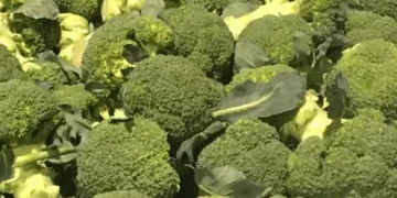 Boosting Vegetable Consumption: A Strategic Initiative to Transform Australia’s Eating Habits