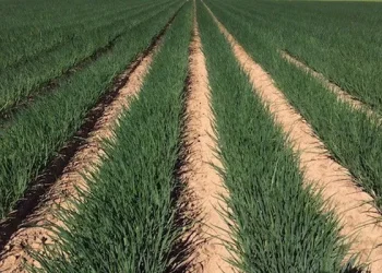 Stability and Growth: Insights from the Organic Green Onion Market in Mexico