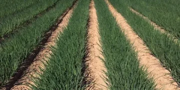 Stability and Growth: Insights from the Organic Green Onion Market in Mexico