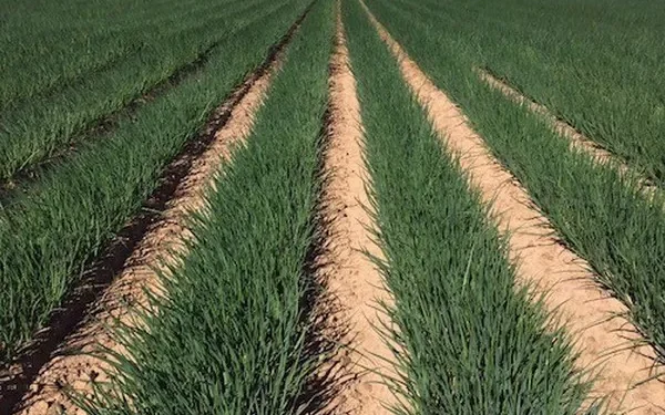 Stability and Growth: Insights from the Organic Green Onion Market in Mexico